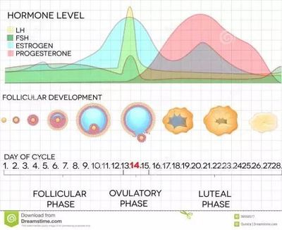 激素水平失衡，罪魁禍首可能是它——生殖激素
